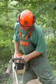 Click to see it big Ich mit Kettensäge, Impression aus dem Wald